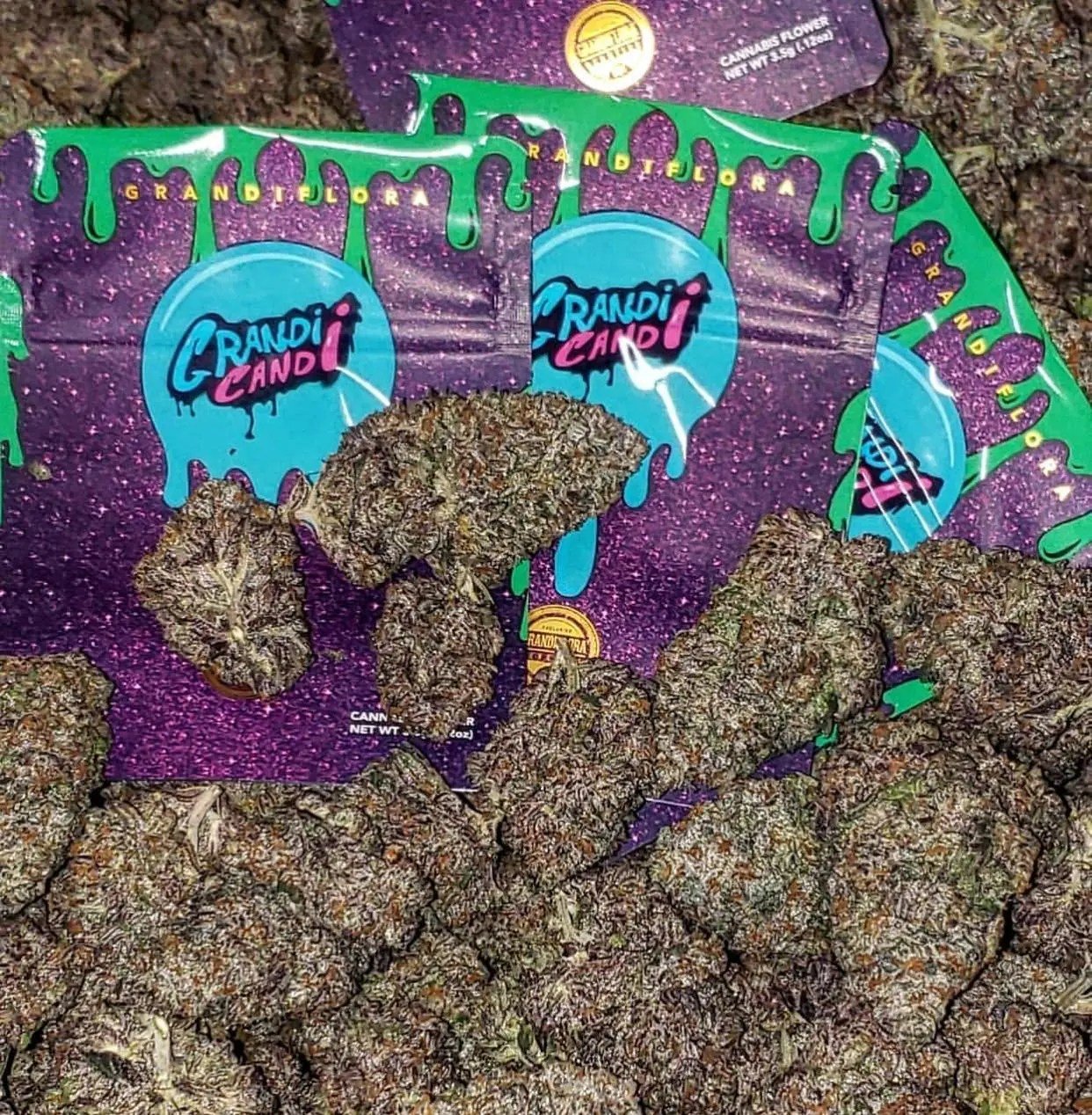 Grandi Candi Strain 1 Grandi Candi Strain