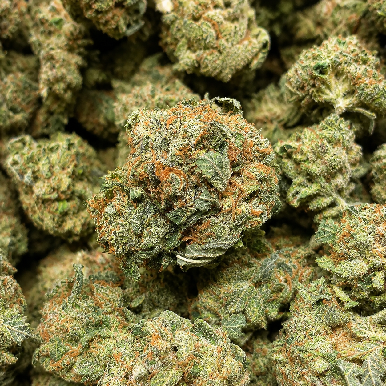 AFGHAN KUSH 1 AFGHAN KUSH