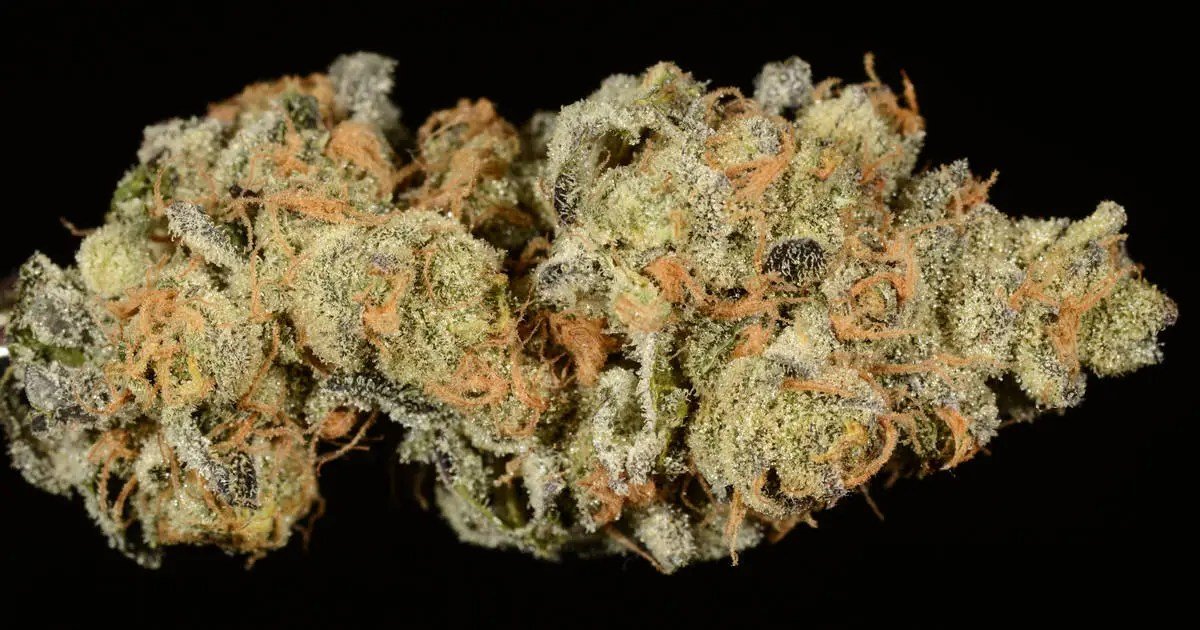 Girl scout cookies 1 Girl scout cookies