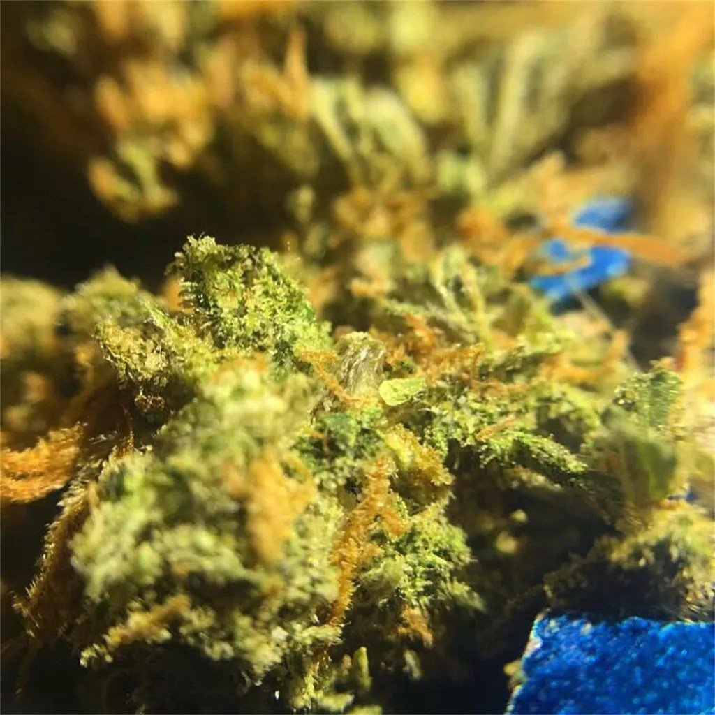 Jack herer 1 Jack herer