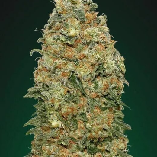White Widow