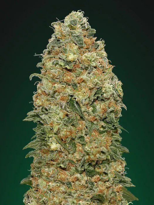 White Widow 1 White Widow